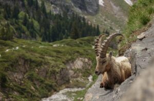 animaux de la montagne