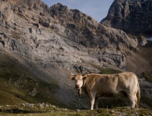 pourquoi les vaches ont des cloches